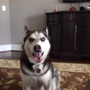 We are pet friendly. Meet Dakota and Bear.