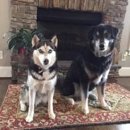 We love your pets too!!
